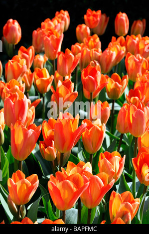 Orange Tulip tulipa fosteriana empereur orange fleur fleurs groupe variante espèces var sp variété couleur couleur Banque D'Images