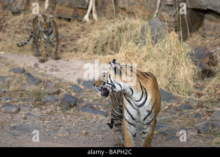 Une tigresse à Machali cub de progresser à la réserve de tigres de Ranthambore, en Inde. ( Panthera tigris ) Banque D'Images