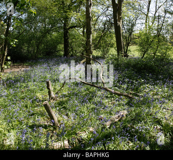 Un photomerged panorama de Bluebells sur le bord de maison d'été Hill Wood, Beckenham Place Park Banque D'Images