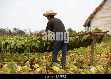 La vie quotidienne à Cuba - le tabac suspendu laisse sécher à la vallée de Vinales, province de Pinar del Rio, Cuba, Antilles, Amérique centrale Banque D'Images