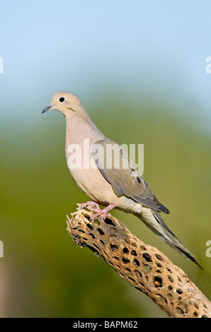 Sarcelles macoura Tucson ARIZONA United States 29 avril adulte sur le squelette Cholla cactus Columbidae Banque D'Images