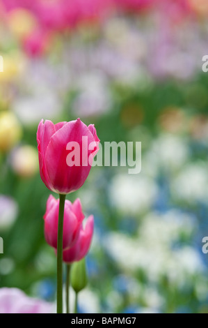 Tulipa. Tulip 'barcelona' fleurit à jardins de Keukenhof, lisse, Amsterdam, Pays-Bas Banque D'Images