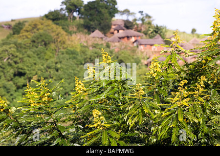Acacia arbres en fleurs à un village traditionnel de la gamme Kirk est de Dedza, Malawi, Afrique Banque D'Images