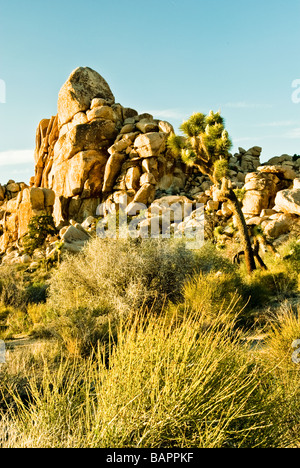 Joshua Tree National Park Joshua Tree Yucca brevifolia Banque D'Images