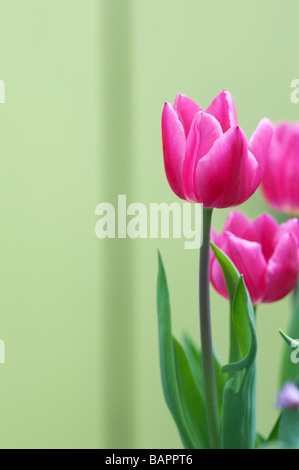 Tulipa. Tulip 'Barcelona' fleurit à jardins de Keukenhof, lisse, Amsterdam, Pays-Bas Banque D'Images