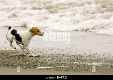 Jack Russell Terrier sur plage près de la jetée Bandon Bandon, Oregon - Banque D'Images