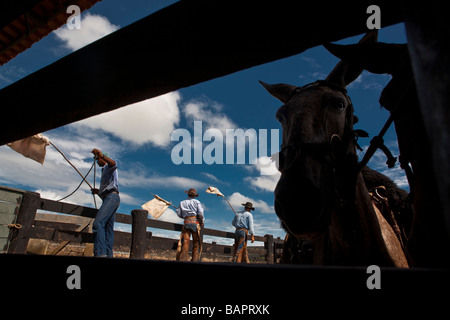 Chargement de bétail d'abattoir ferme d'installation Jacutinga Figueirópolis Oeste État de Mato Grosso au Brésil Banque D'Images