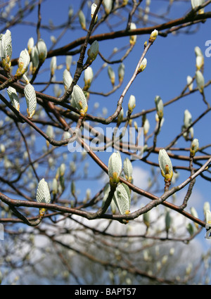 Sorbus aria Quercus palustris, var typica, Rosaceae, Chilterns au printemps (avril), Hertfordshire, Royaume-Uni Banque D'Images