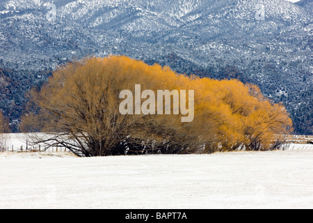 Des arbres cottonwood commençant à s'épanouir dans une tempête de neige au début du printemps, à partir de la route 285 près de Buena Vista Colorado USA Banque D'Images