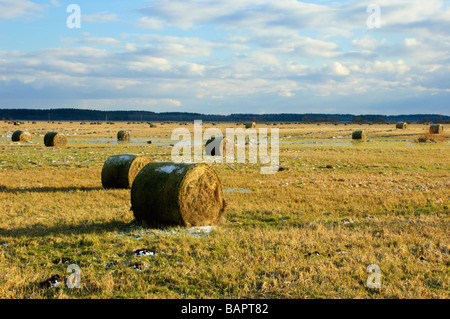 Hayrolls dans un champ d'herbe tondue Banque D'Images