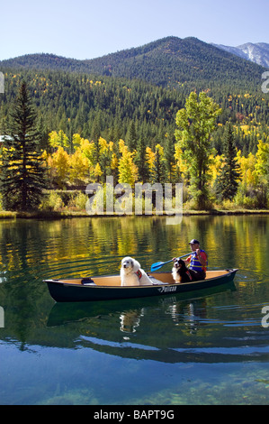 60 ish man paddling un canoë avec ses chiens y compris un soutien émotionnel bernois et une grande Pyrénées Banque D'Images