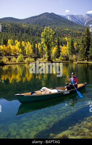 60 ish man paddling un canoë avec ses chiens y compris un soutien émotionnel bernois et une grande Pyrénées Banque D'Images