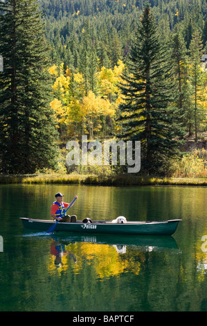 60 ish man paddling un canoë avec ses chiens y compris un soutien émotionnel bernois et une grande Pyrénées Banque D'Images