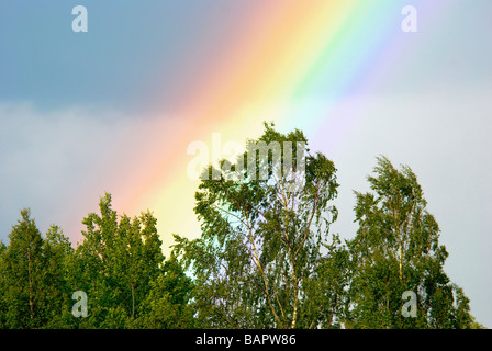Arc-en-ciel sur forest Banque D'Images