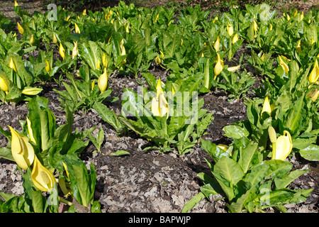 Lysichiton americanus LYSICHITON PLANTES forestiers humides Banque D'Images