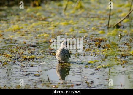 Marsh Sandpiper Tringa stagnatilis dans l'eau Banque D'Images