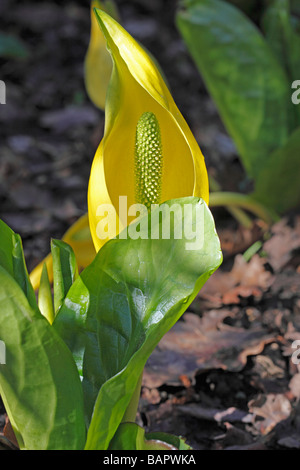 Lysichiton americanus LYSICHITON CLOSE UP DE LA FLORAISON SPATHE Banque D'Images