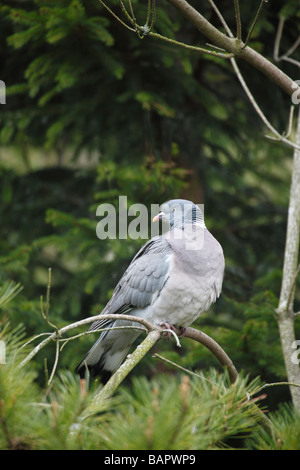 Pigeon ramier Columba palumbus perching en sapin Banque D'Images