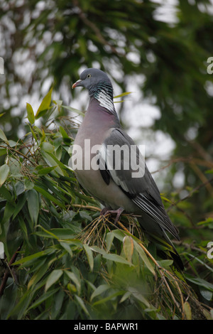 Pigeon ramier Columba palumbus se percher dans l'arbre Banque D'Images
