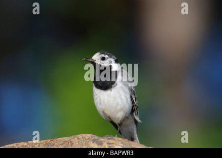 Bergeronnette grise Motacilla alba alba debout sur un rocher Banque D'Images