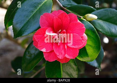 CAMELLIA JAPONICA DE MERCURE Banque D'Images