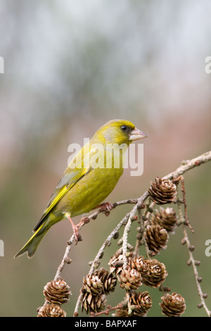 Verdier Carduelis chloris eurasien mâle adulte, perché sur une branche avec les cônes de Mélèze Banque D'Images