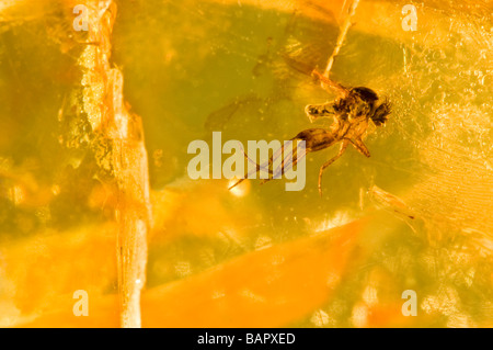 Fly préhistorique piégés dans l'ambre baltique de Lituanie Banque D'Images