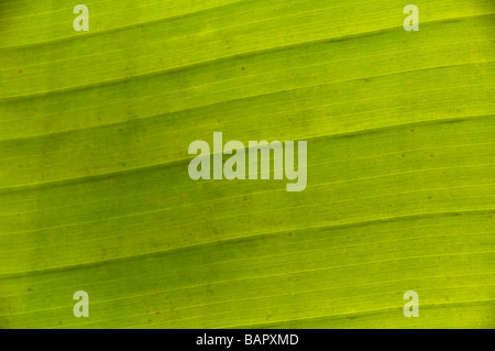 Musa Banana Leaf close up Bananenblatt Nahaufnahme Banque D'Images