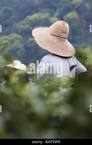 Women Picking, thé Longjing, Hangzhou, Chine Banque D'Images