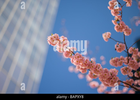 La defense paris cherry blossom Banque D'Images