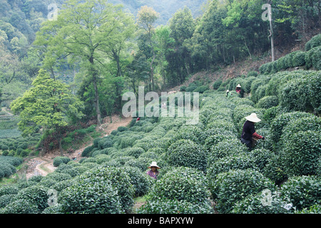 Women Picking, thé Longjing, Hangzhou, Chine Banque D'Images