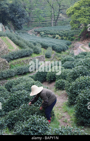 Woman picking, thé Longjing, Hangzhou, Chine Banque D'Images