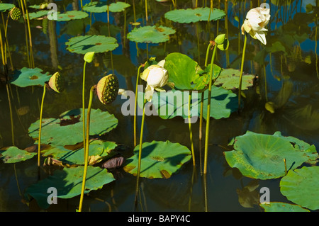 Des nénuphars dans le lac au Sir Seewoosagur Ramgoolam de Pamplemousses Le jardin botanique de l'Ile Maurice Banque D'Images