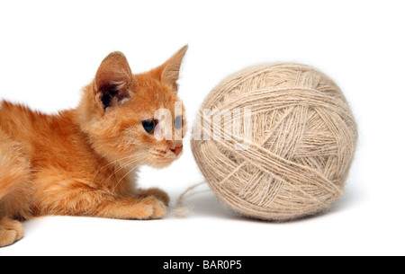 Petit Chat rouge et gros laine de clew isolated on white Banque D'Images