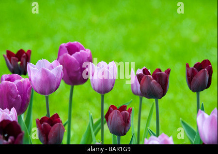 Tulip triomphe 'ronaldo' 'purple prince' 'Beauty' seule la fin des fleurs sur les jardins de Keukenhof Banque D'Images