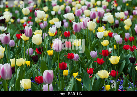 Tulipa. Variété de tulipes de Keukenhof, à Lisse, Amsterdam, Pays-Bas Banque D'Images