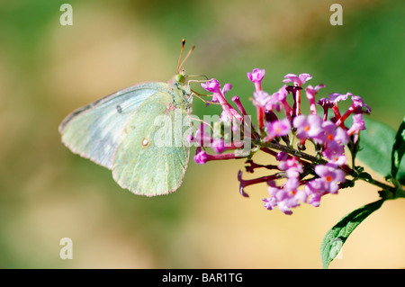 Assombri papillon, Colias philodice, se nourrissant d'arbre aux papillons, Buddleja. New York, USA. Banque D'Images