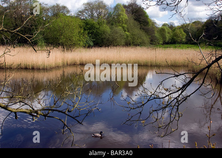 Yarrow Valley County Park Chorley Banque D'Images