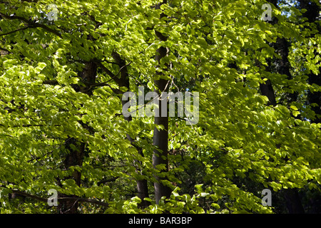 Yarrow Valley County Park Chorley Banque D'Images