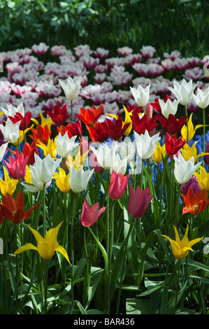 Tulipa. Fleurs tulipes de Keukenhof, à Lisse, Amsterdam, Pays-Bas Banque D'Images