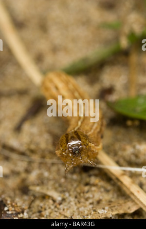 Square-spot cette xanthographa rustique (caterpillar) Banque D'Images