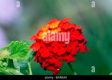 Lantana commun, des fleurs de couleur jaune et rouge. USA. Banque D'Images