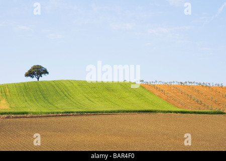 La campagne dans la province de Cordoue Andalousie Espagne Banque D'Images