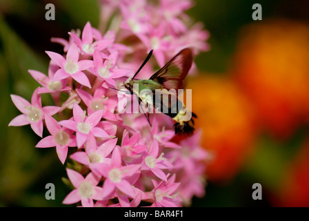 Un Colibri sésie, Hemaris thysbe, se nourrit de Pentas lanceolata rose des fleurs. New York, USA. Banque D'Images