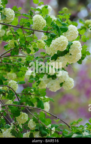 Les fleurs du printemps l'Andalousie Espagne Park Banque D'Images