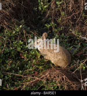 Lapin des marais à Paynes Prairie Preserve State Park en Floride Banque D'Images