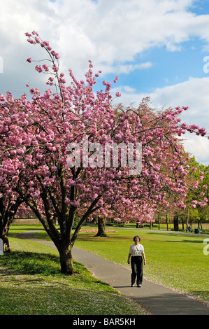 La floraison des cerisiers d'ornement en fleurs Parc Potternewton Leeds West Yorkshire Angleterre Banque D'Images