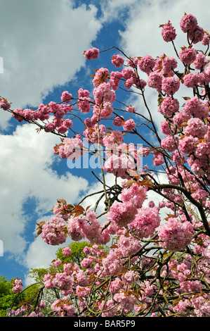 La floraison des cerisiers d'ornement en fleurs Parc Potternewton Leeds West Yorkshire Angleterre Banque D'Images