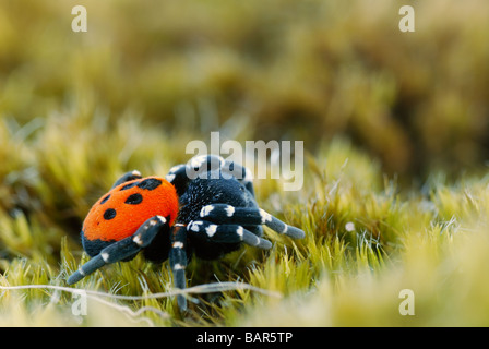 Coccinelle Spider Banque D'Images