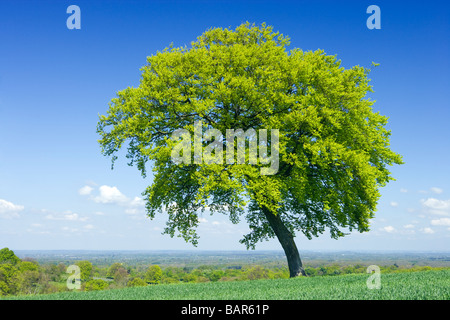 Lone beech tree in farm field. North Downs au Clandon, Surrey, UK. Banque D'Images